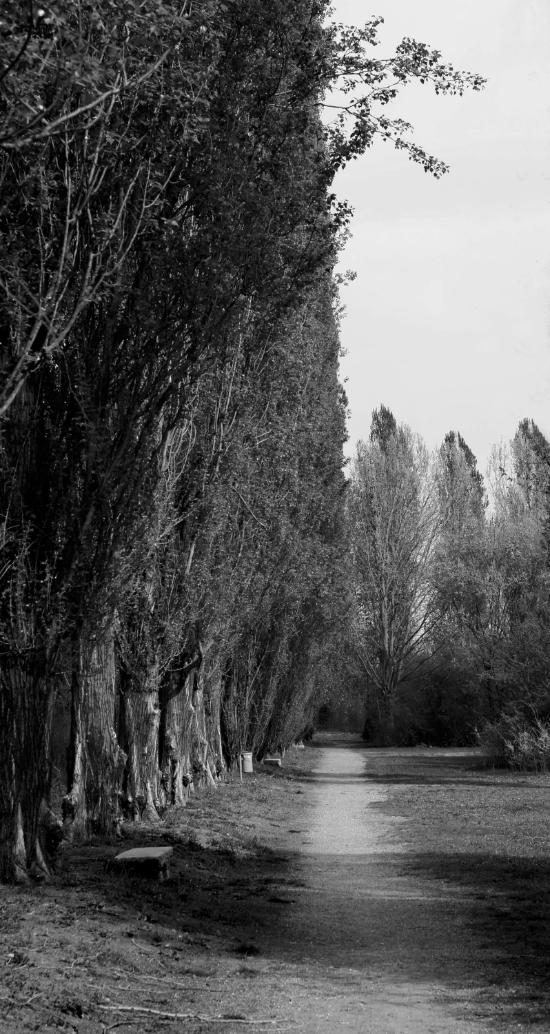 || Viale Alberato ||