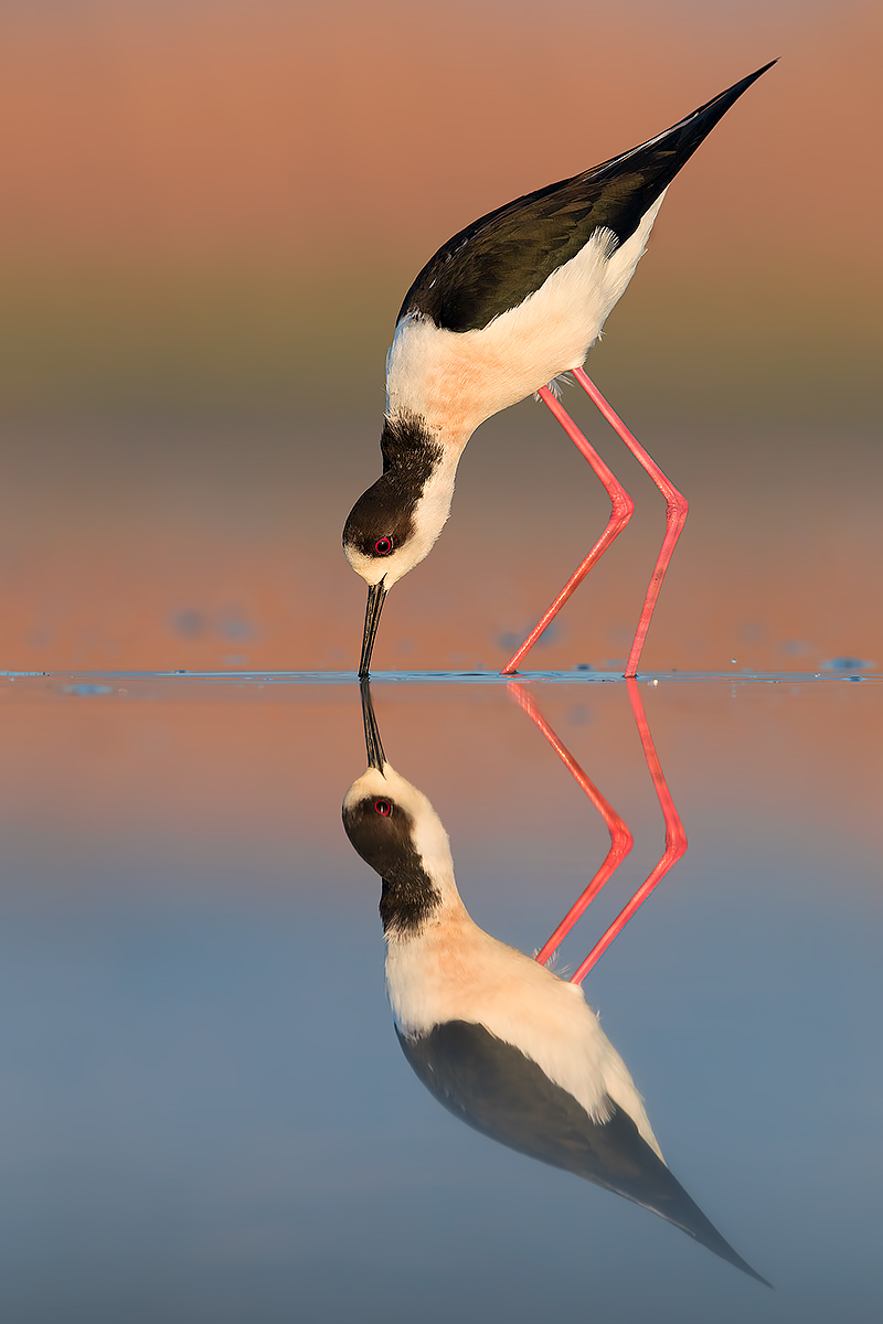 Il Cavaliere Verticale