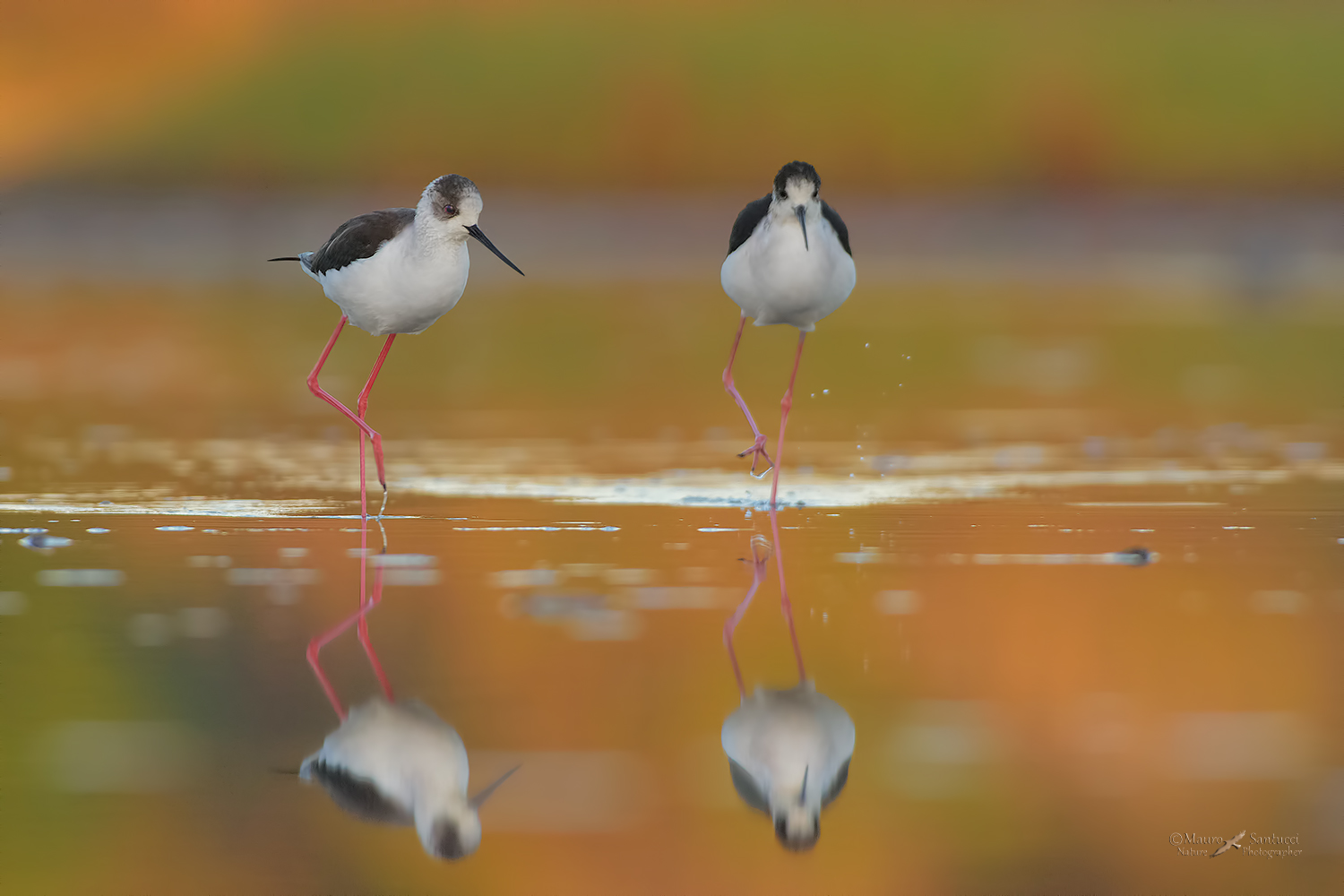 Cavalieri-in-avanzata_DSC5453