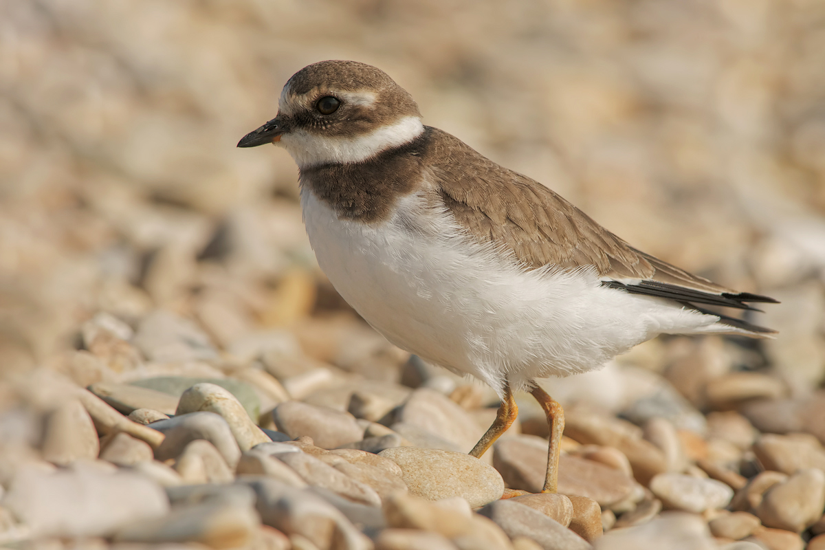 Corriere grosso (Charadrius hiaticula)