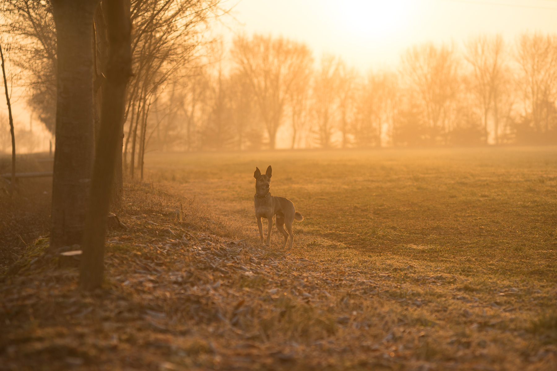 Il buongiorno si vede dal mattino