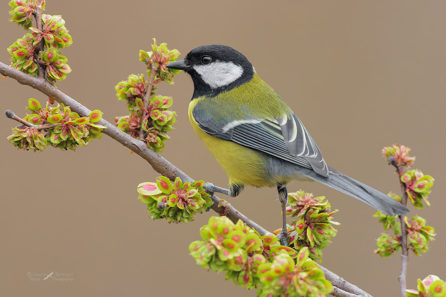 Cinciallegra_DSC4866