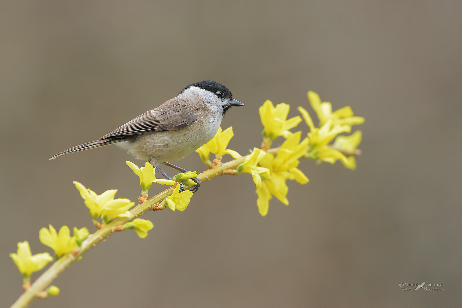 Cincia-bigia_DSC5302