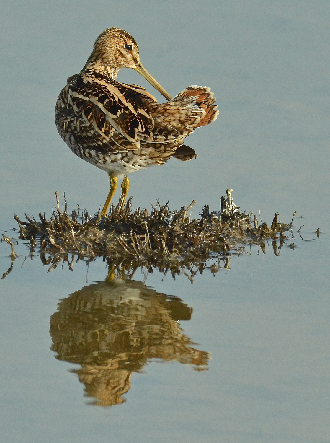 Oggi vi mostro la mia coda...