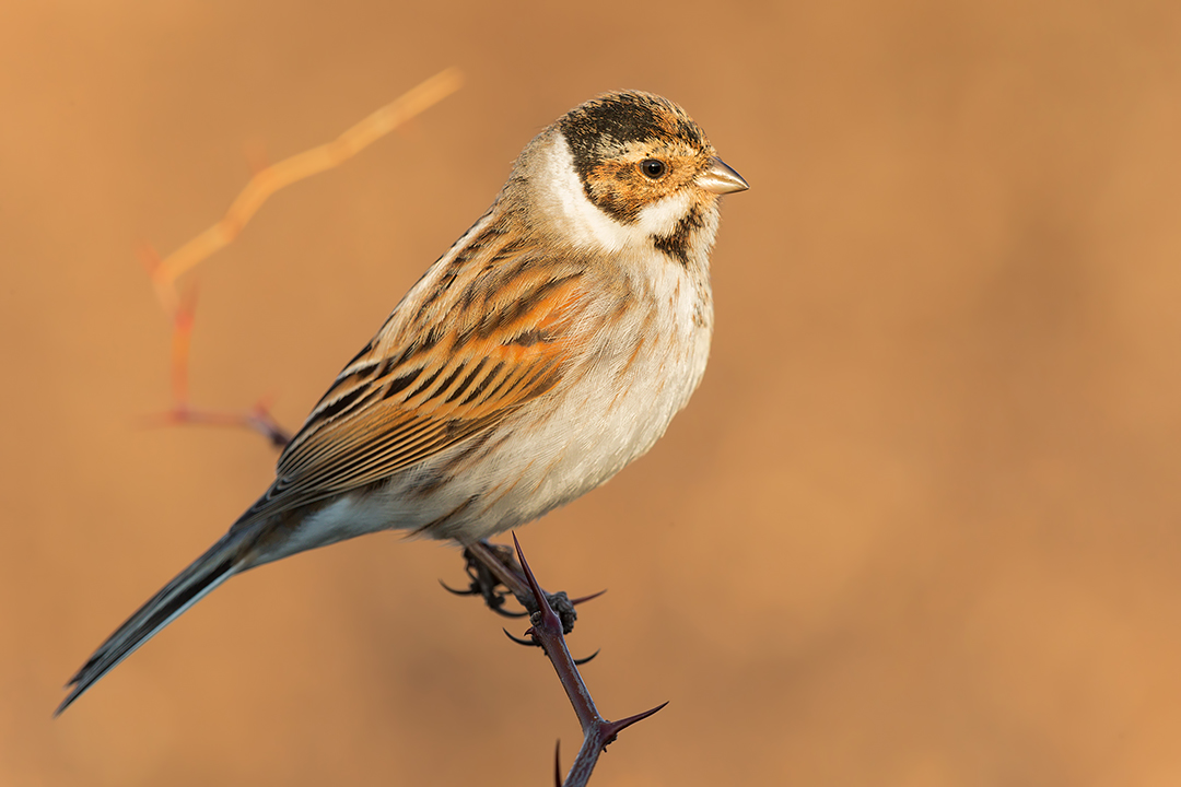 Migliarino di palude