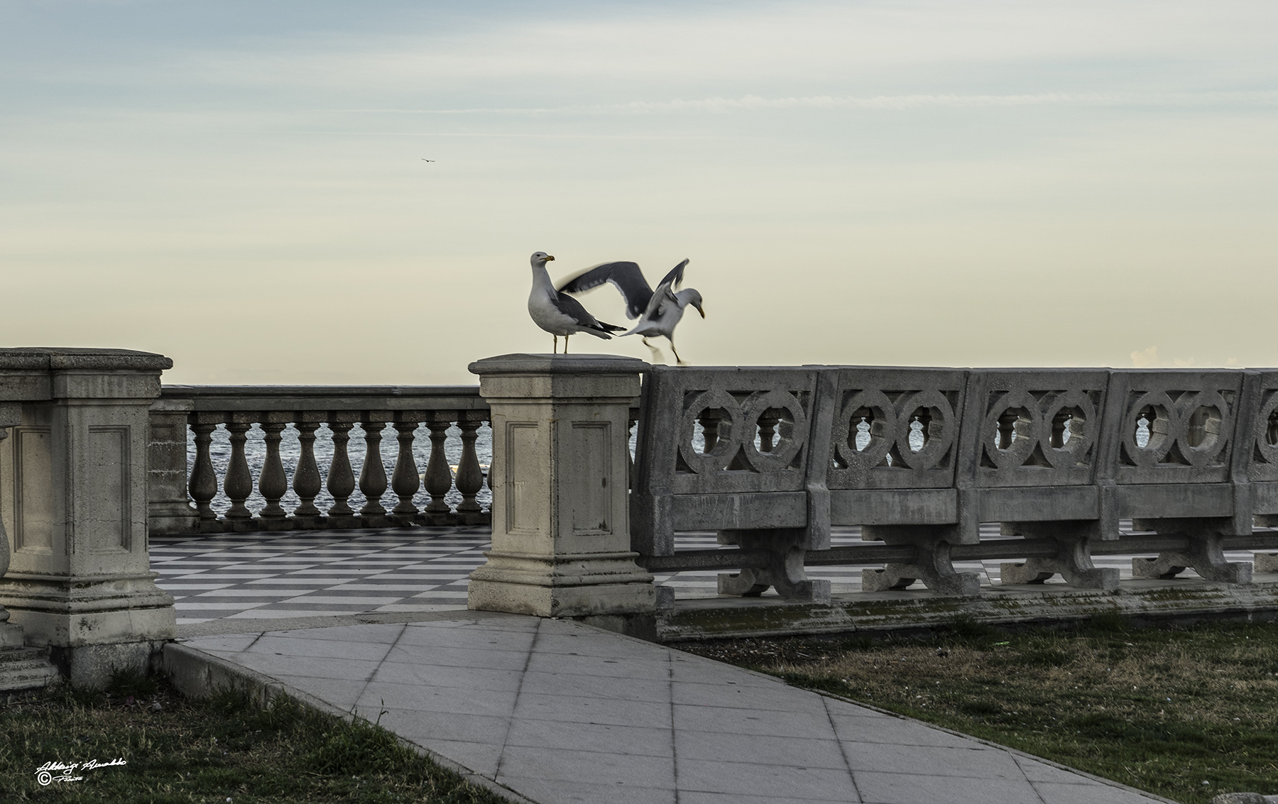 Le mascotte di P.Mascagni..Salutano.