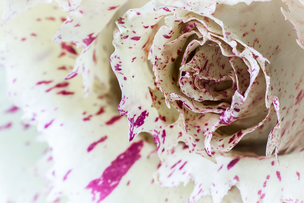 La Rosa che si mangia..