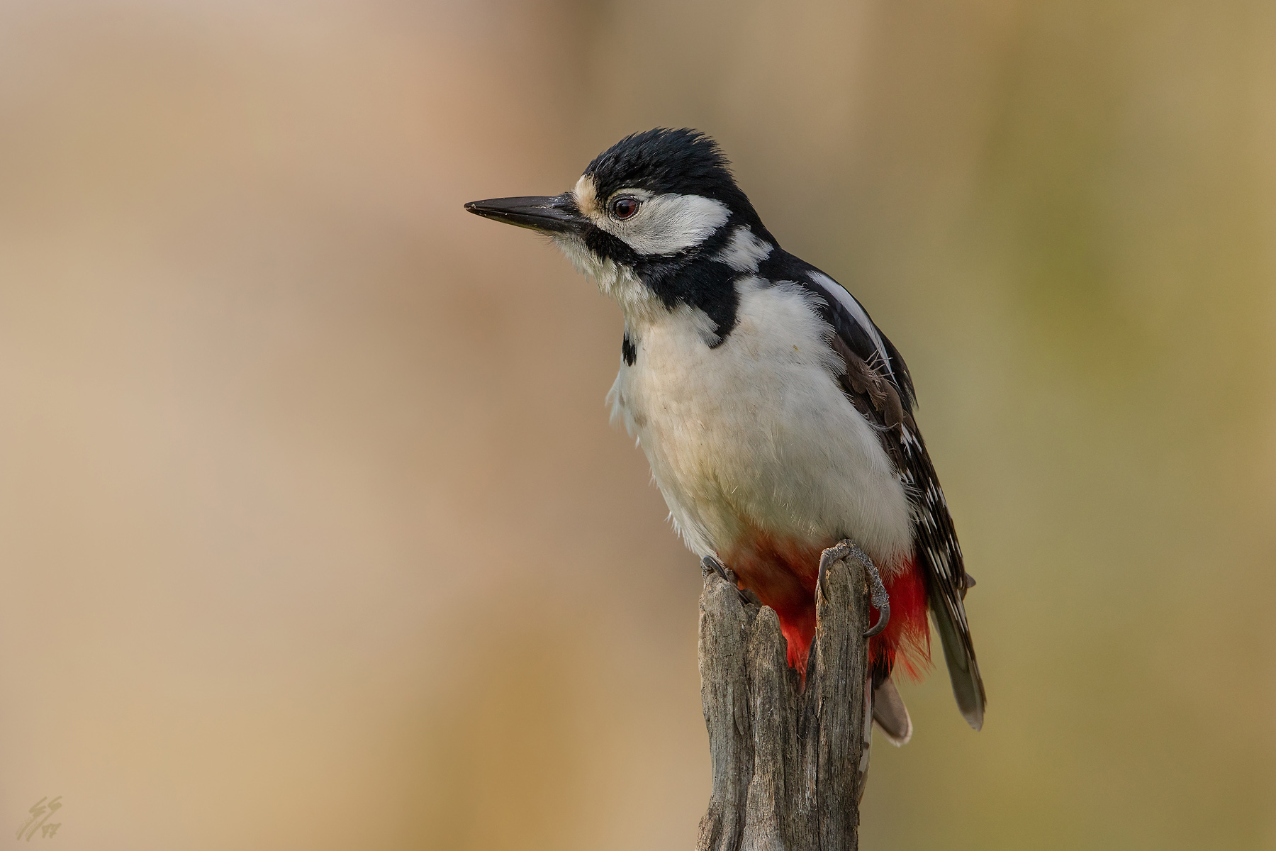 ..picchio rosso maggiore..