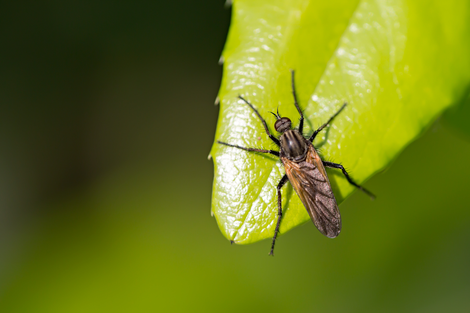 Empis