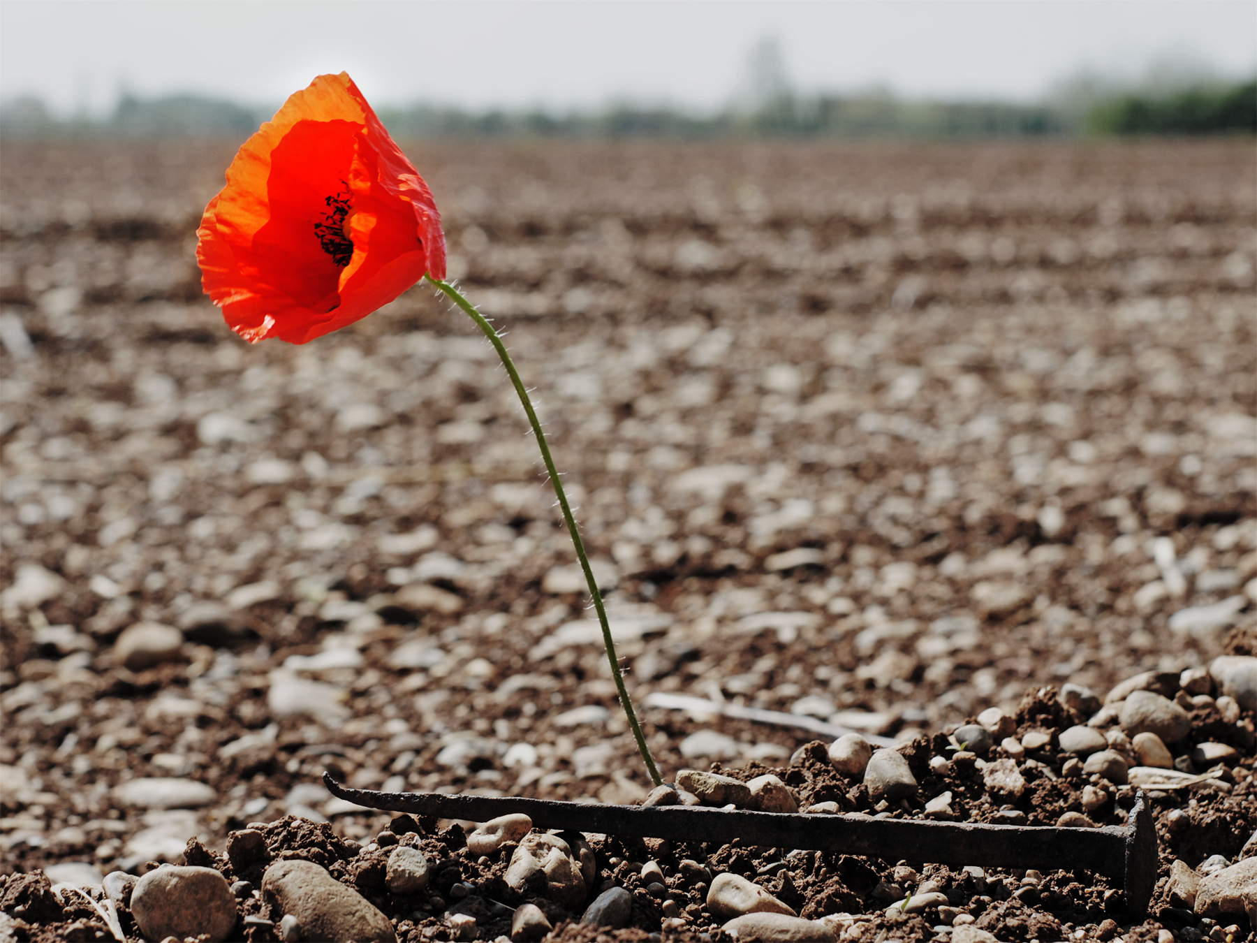 Incantesimo di venerd� santo