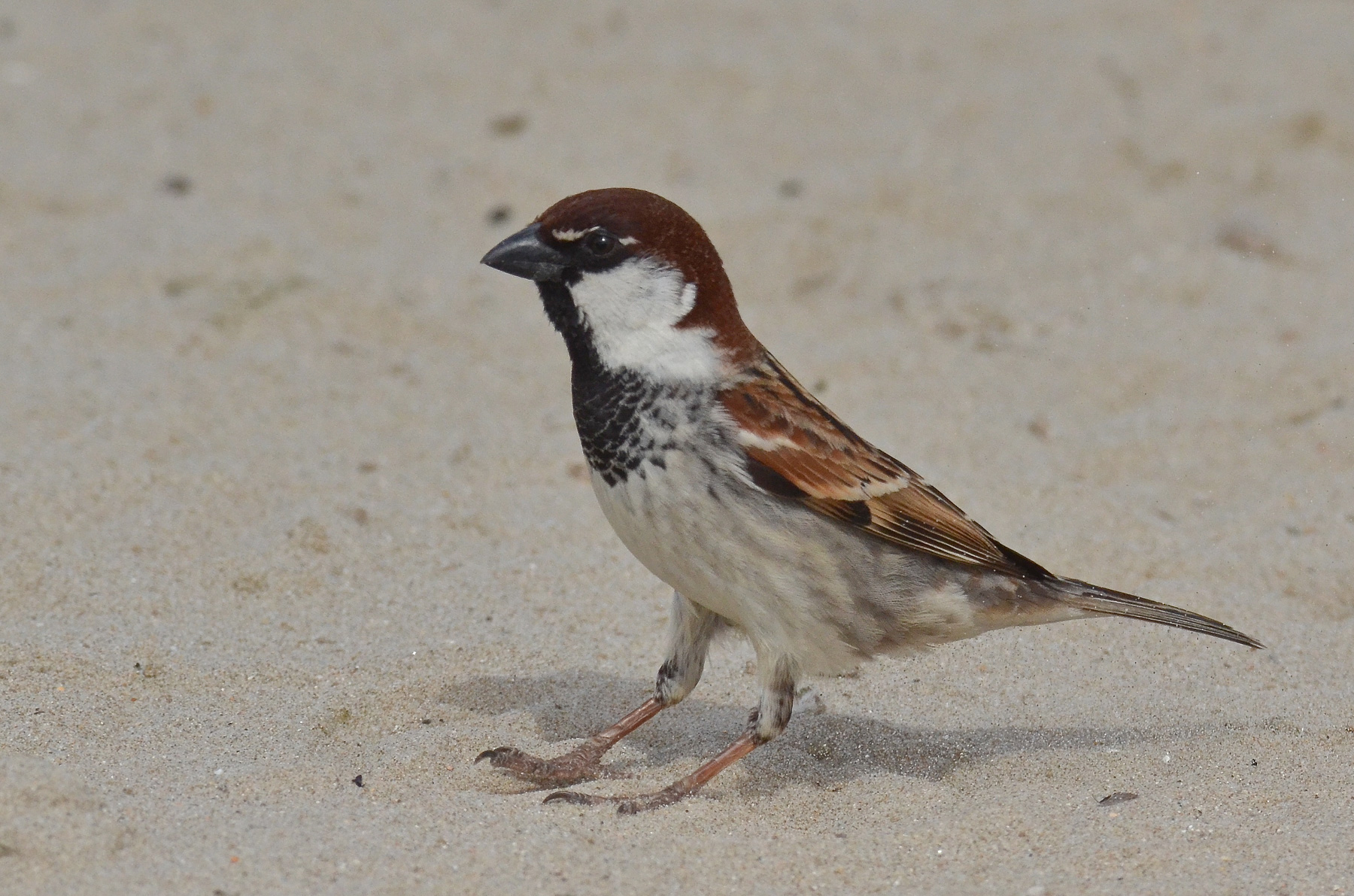 Passero in spiaggia...