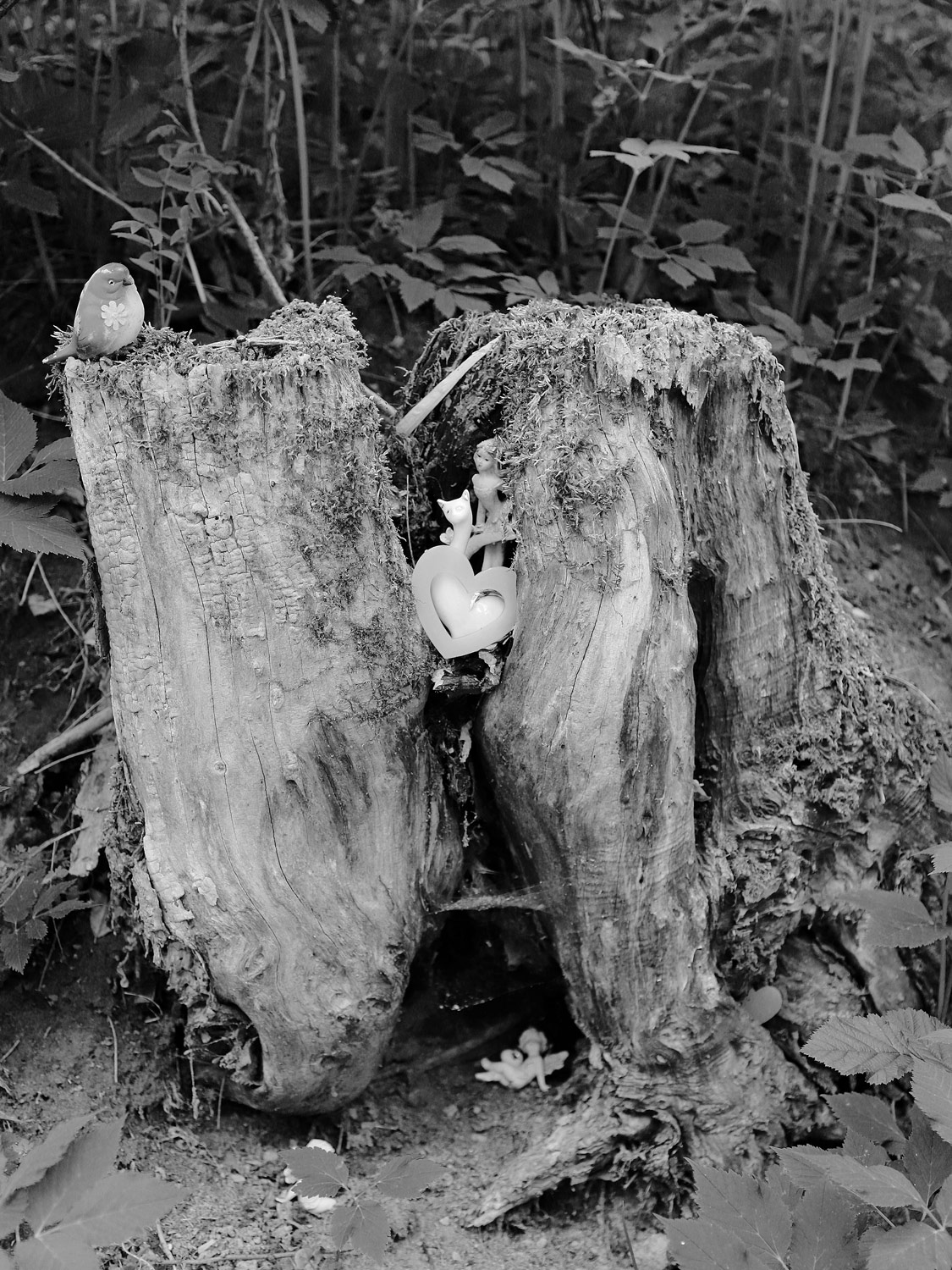 Nel bosco degli elfi