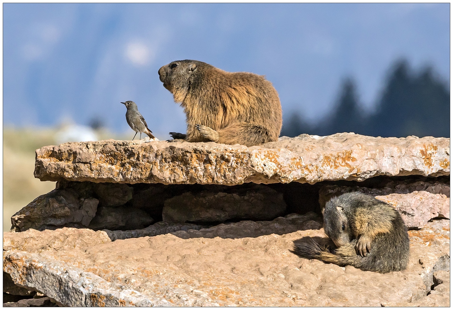 Strane amicizie- Codirosso spazzacamino femmina e Marmotte.