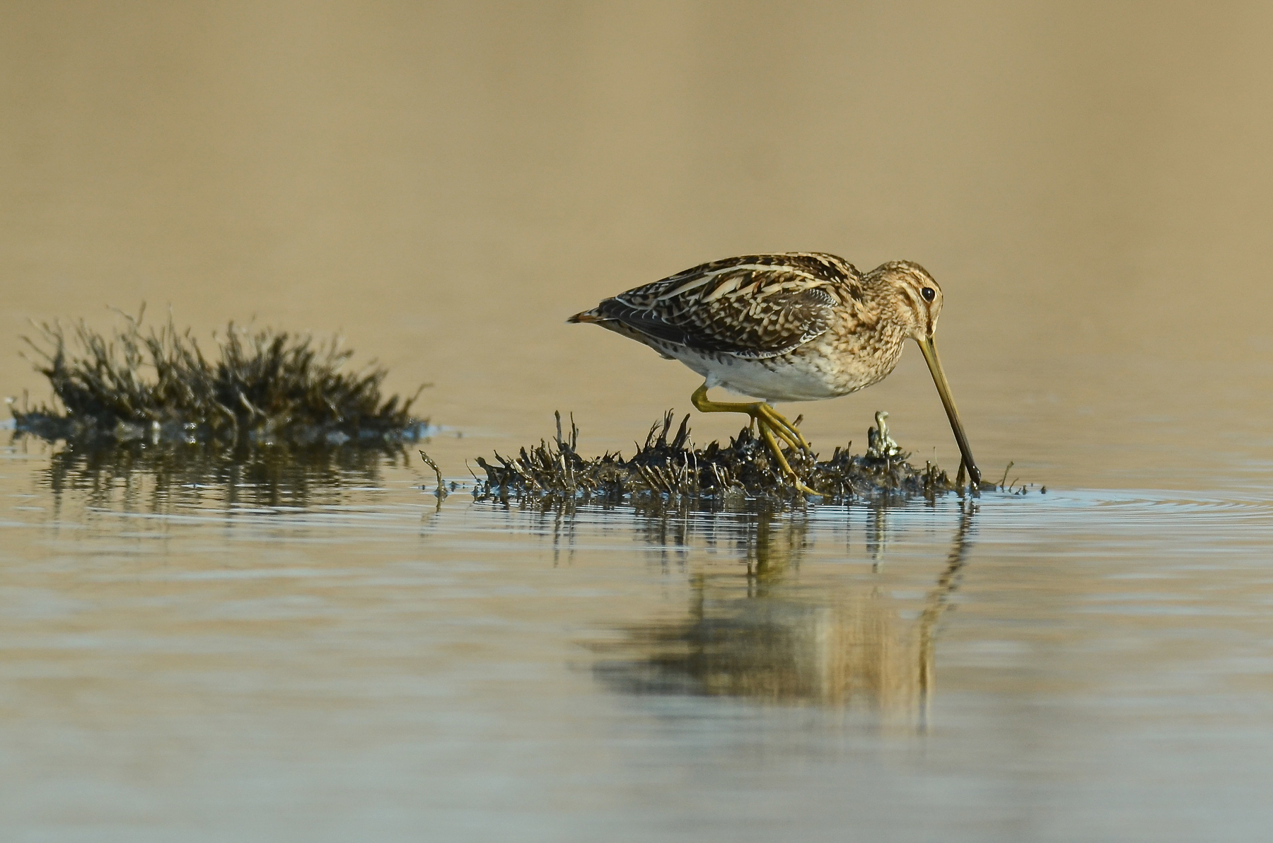 Beccaccino al tramonto