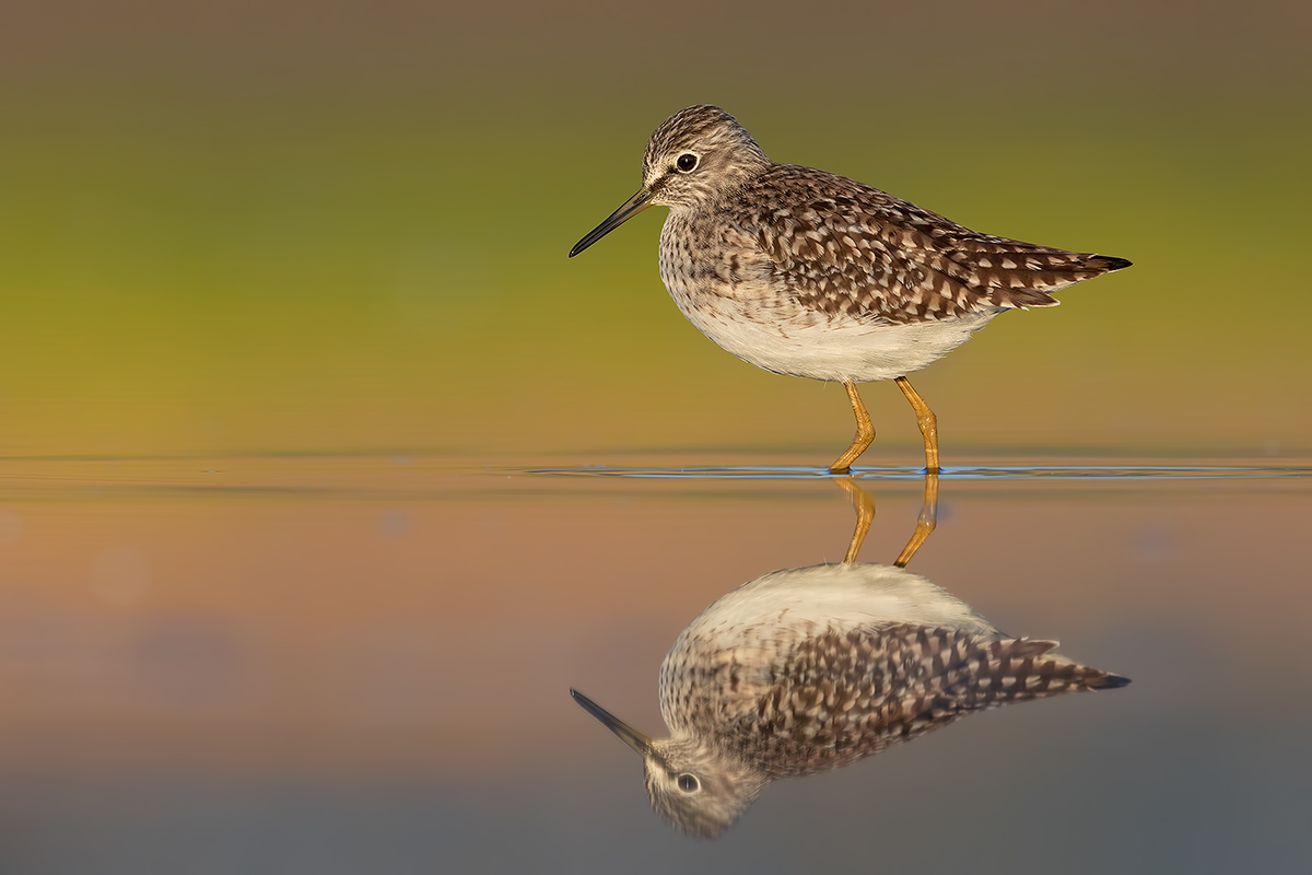 Piro Piro Boschereccio