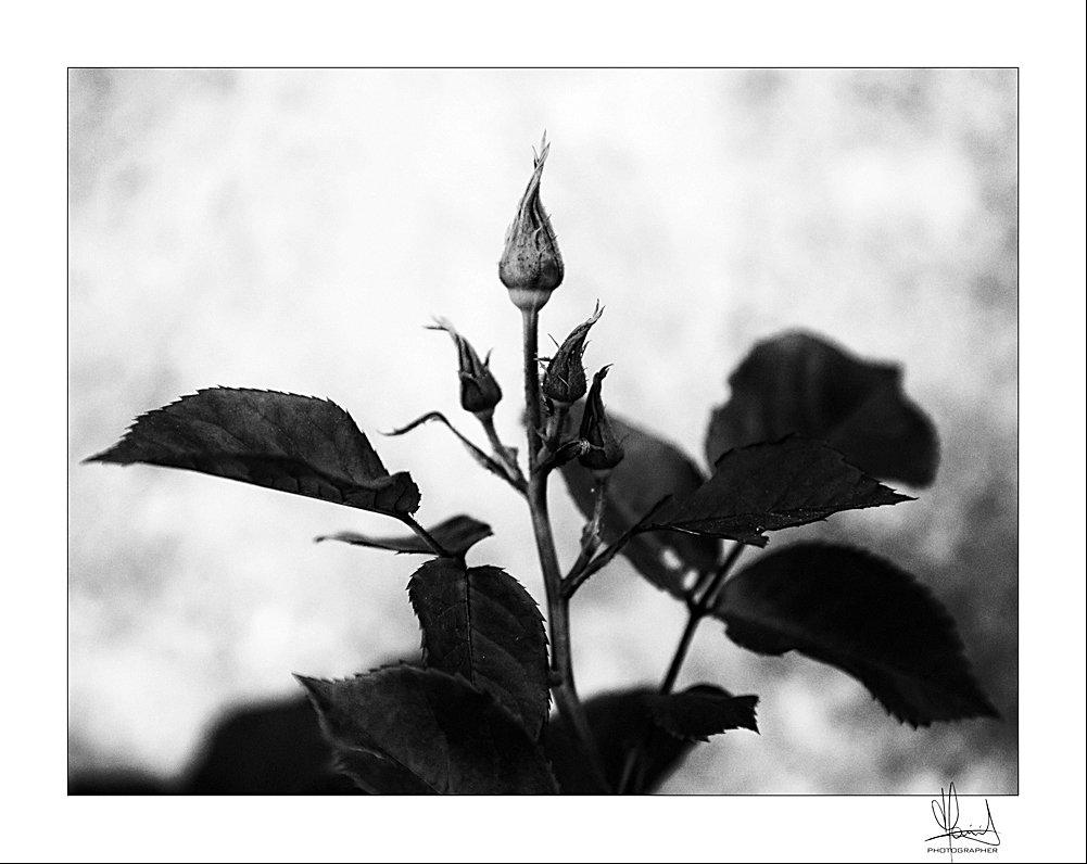 L'attesa della fioritura