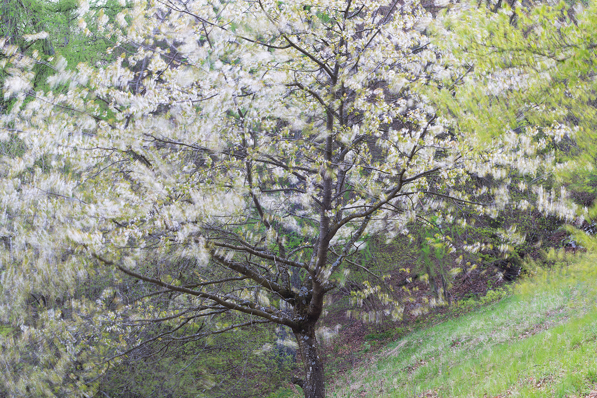 Impressioni di Primavera