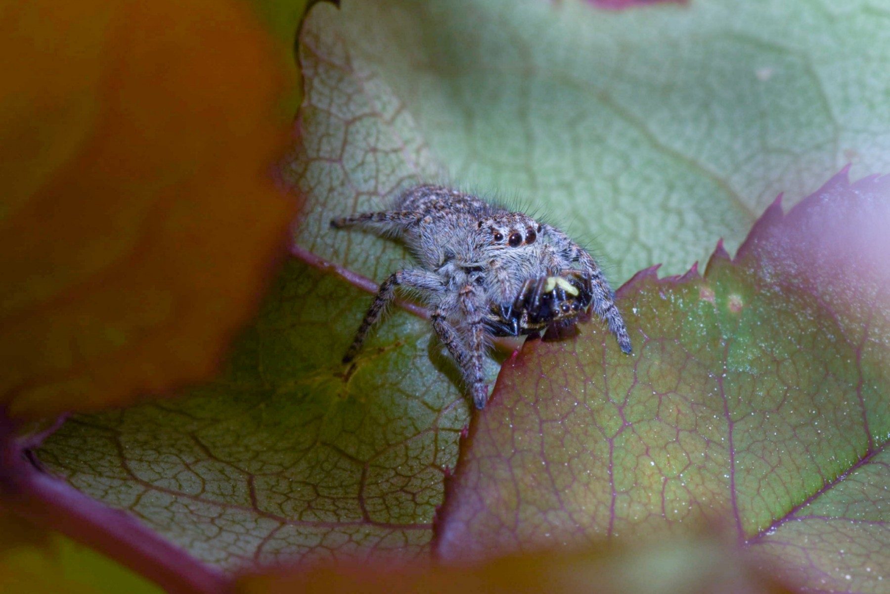 Nascosta nella tana di foglie
