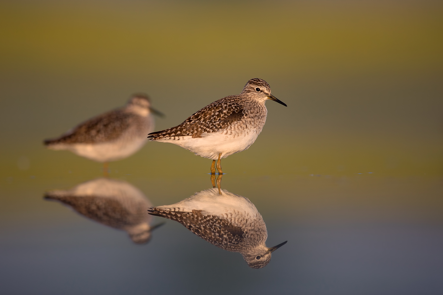 piri piri boscherecci