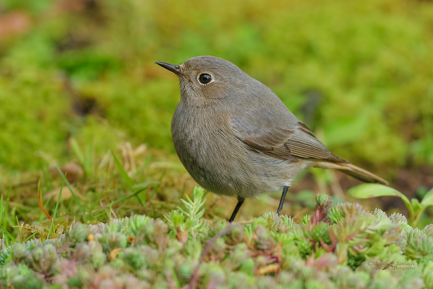 Codirosso-spazzacamino-femmina_DSC2772