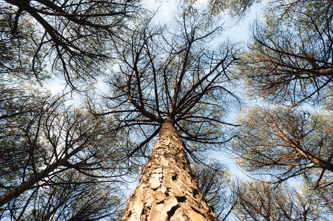 Mi ritrovai per una selva...