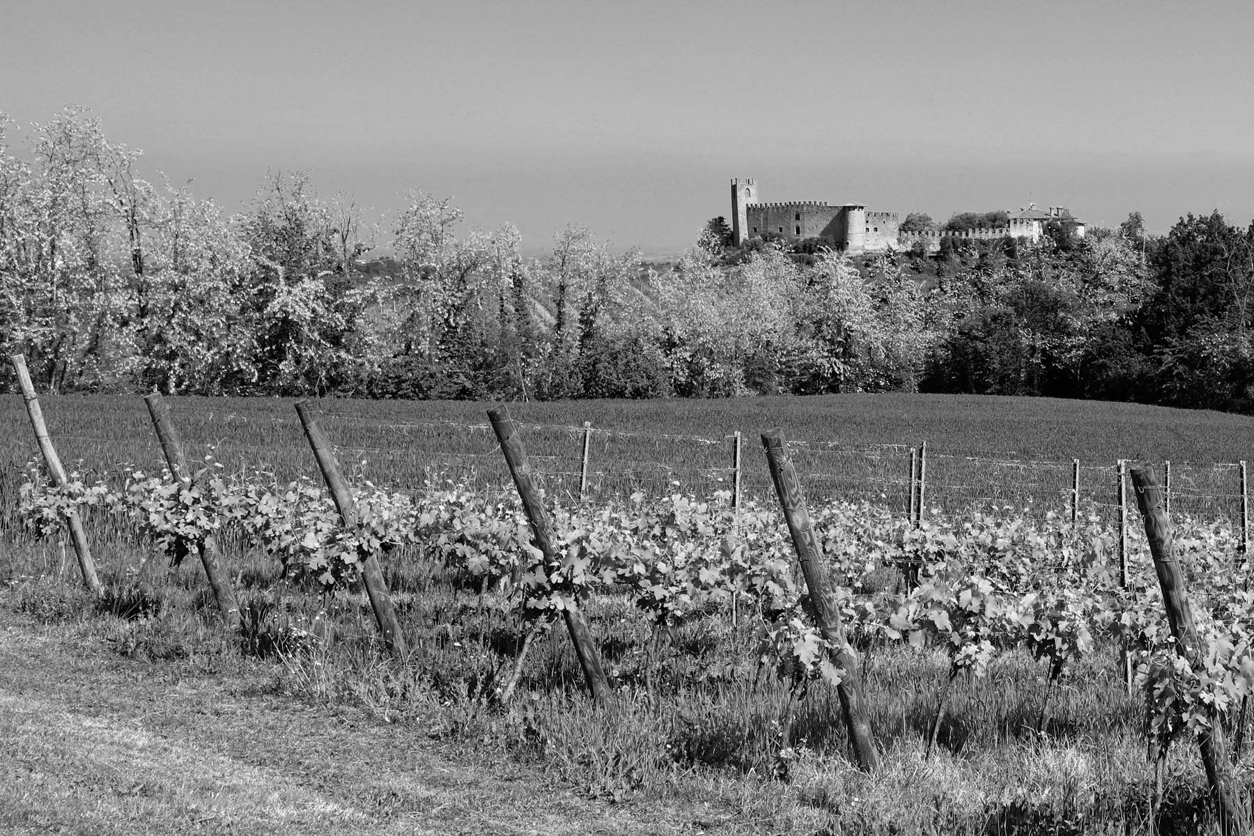 Passeggiando fra le vigne