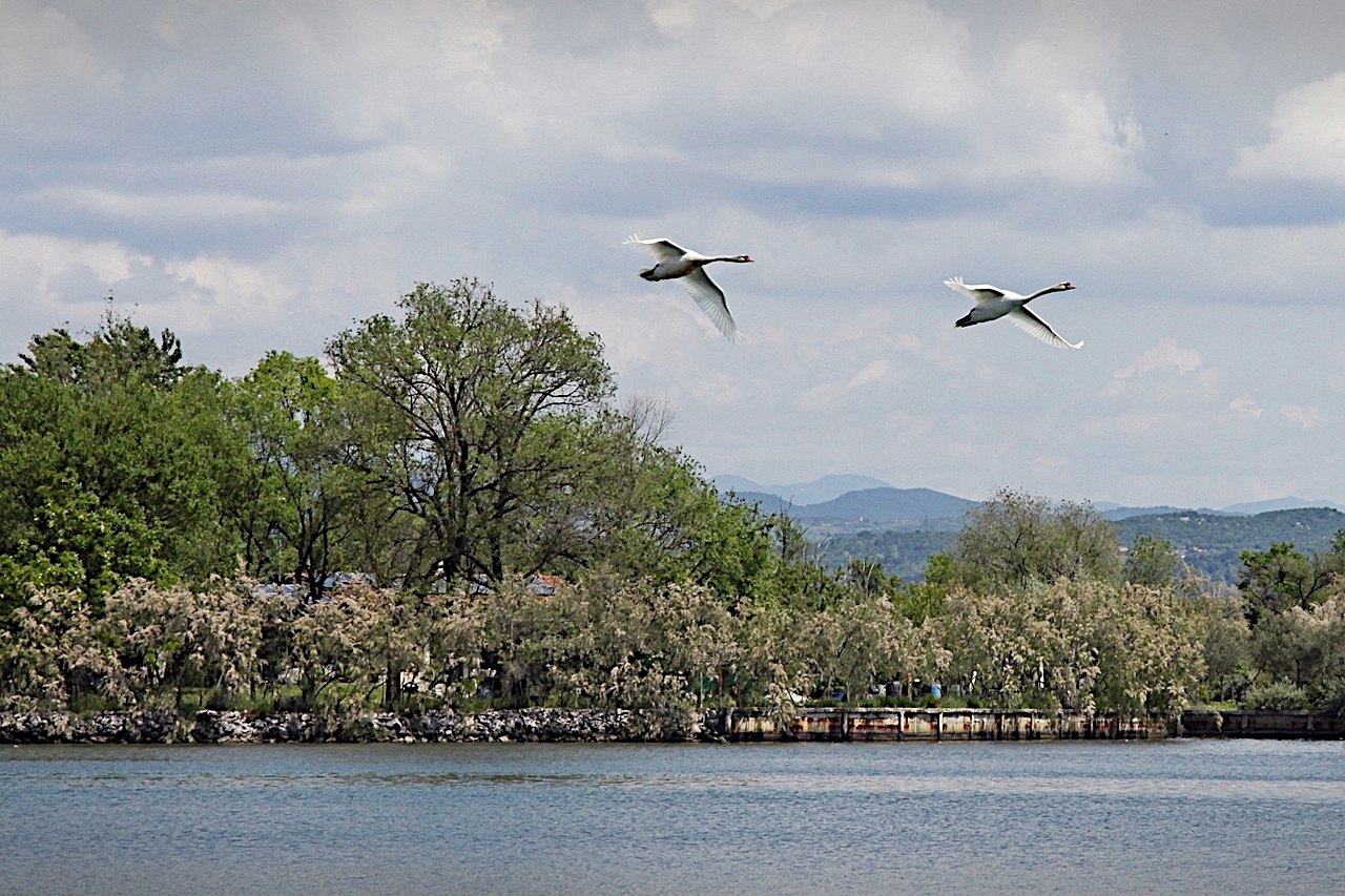 Isola della Cona (GO) img.046