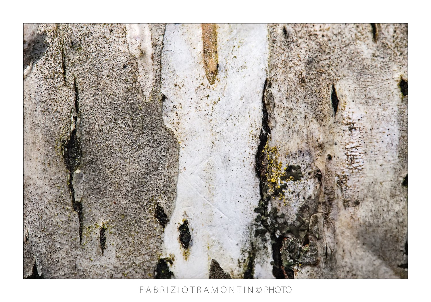 land of rivers and woods