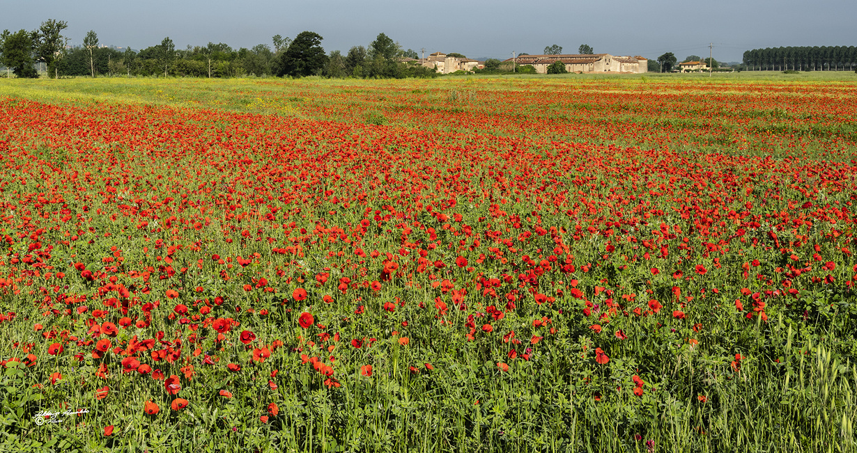 Campo di Papaveri...