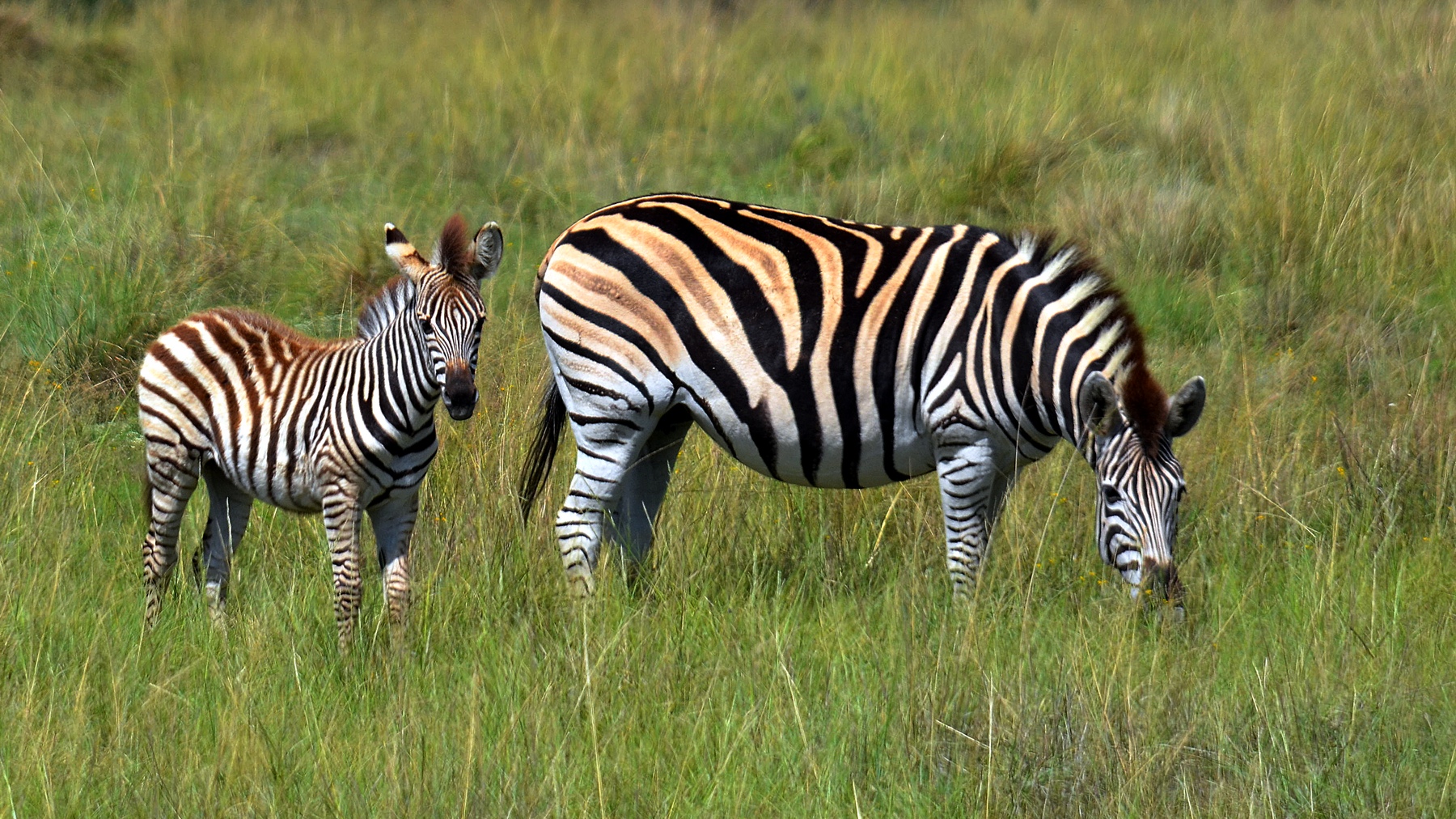 Ritratto di famiglia