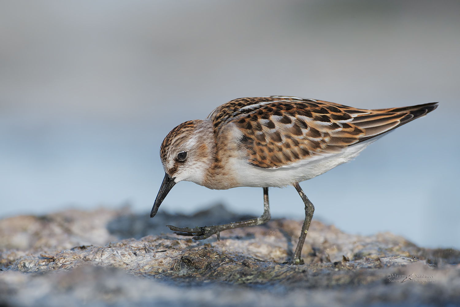 Gambecchio-comune_DSC0099