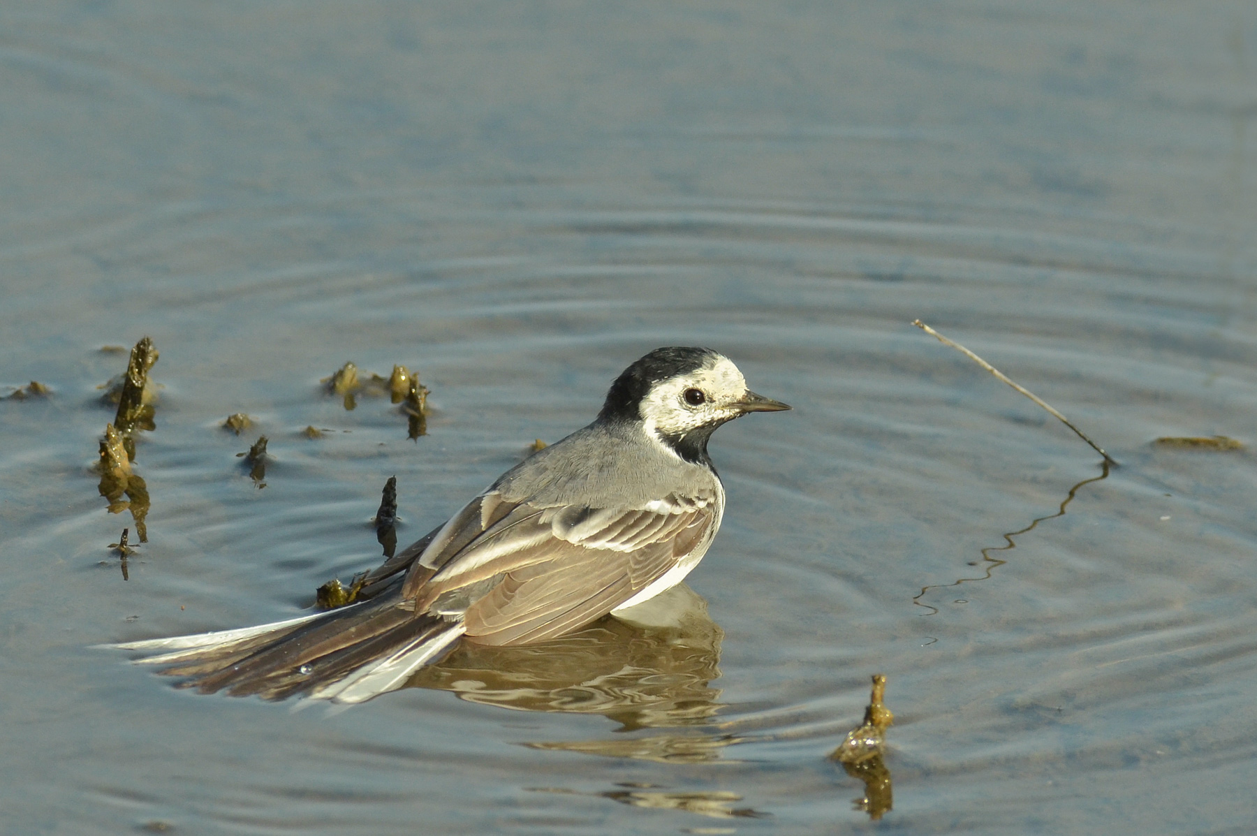 Il bagnetto della ballerina...