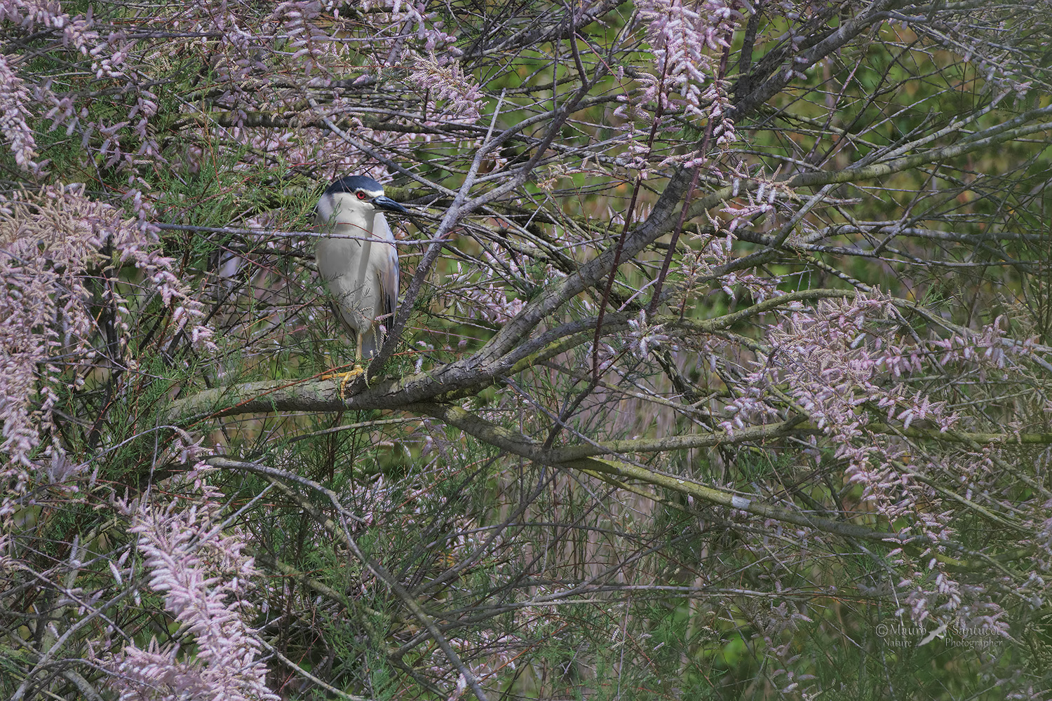 Nitticora-ambientata_DSC8567
