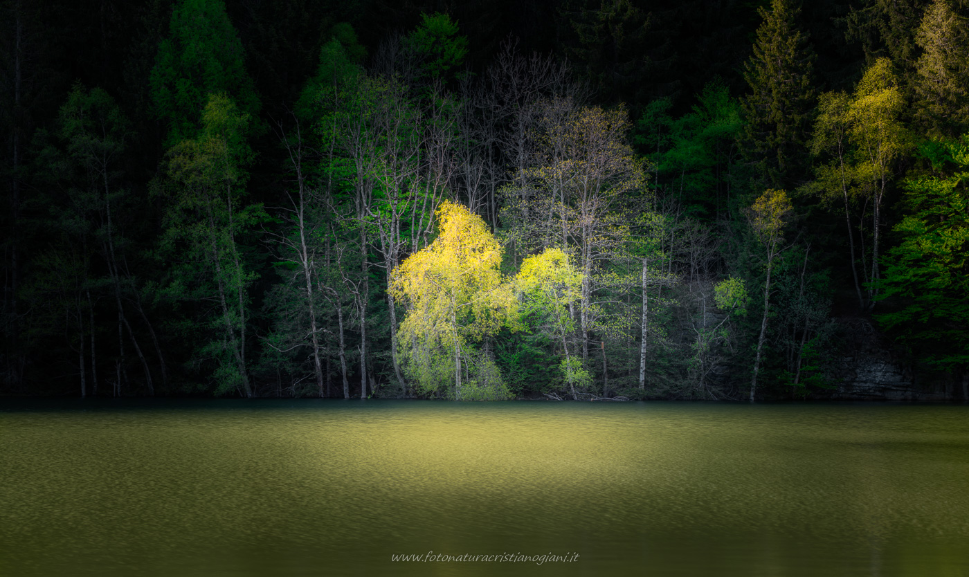 Gold & green delight