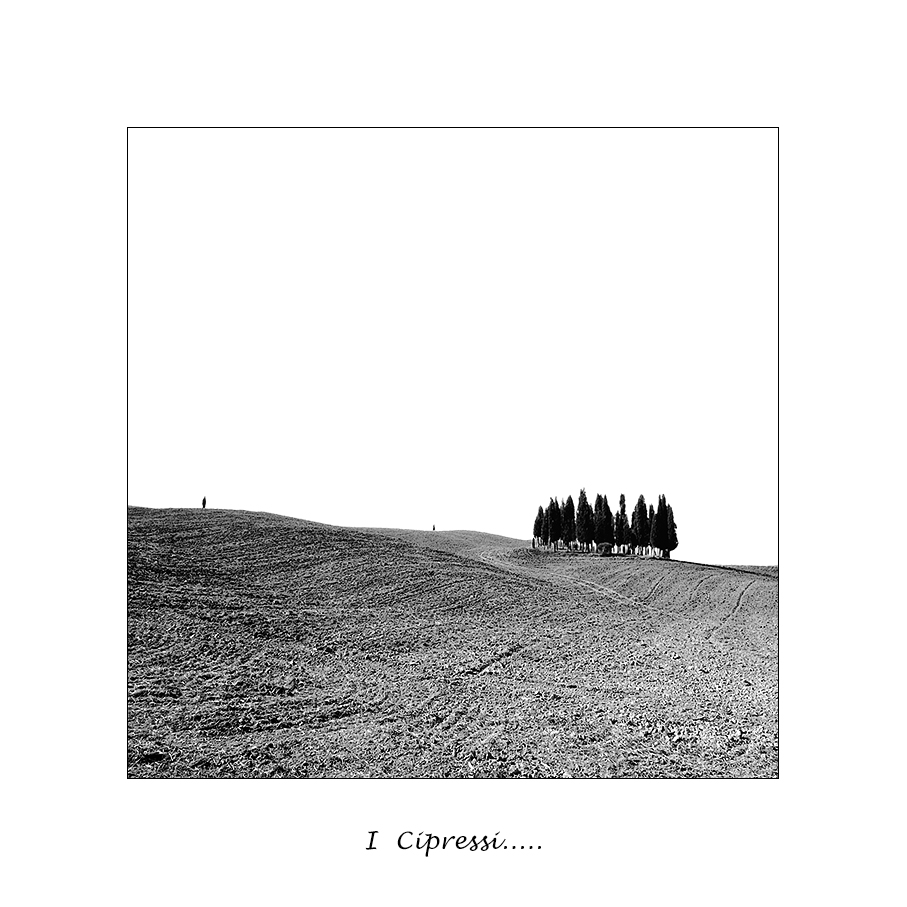 I cipressi....