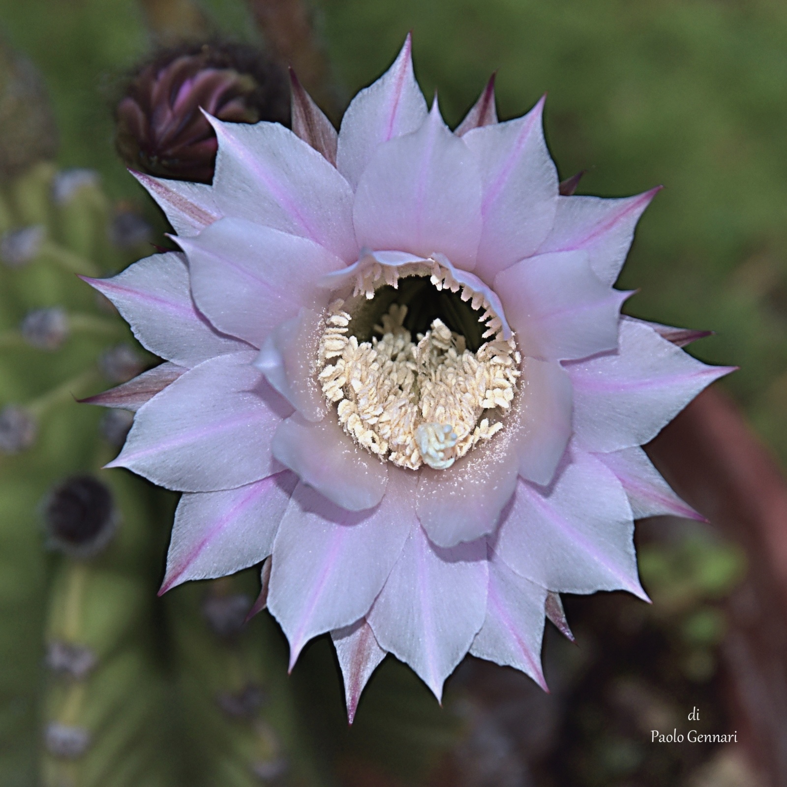 Echinopsis