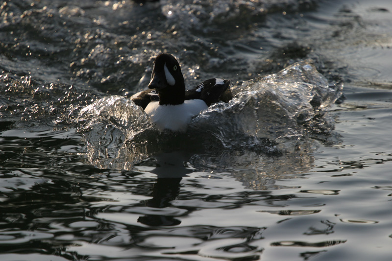 Quattrocchi d'Islanda