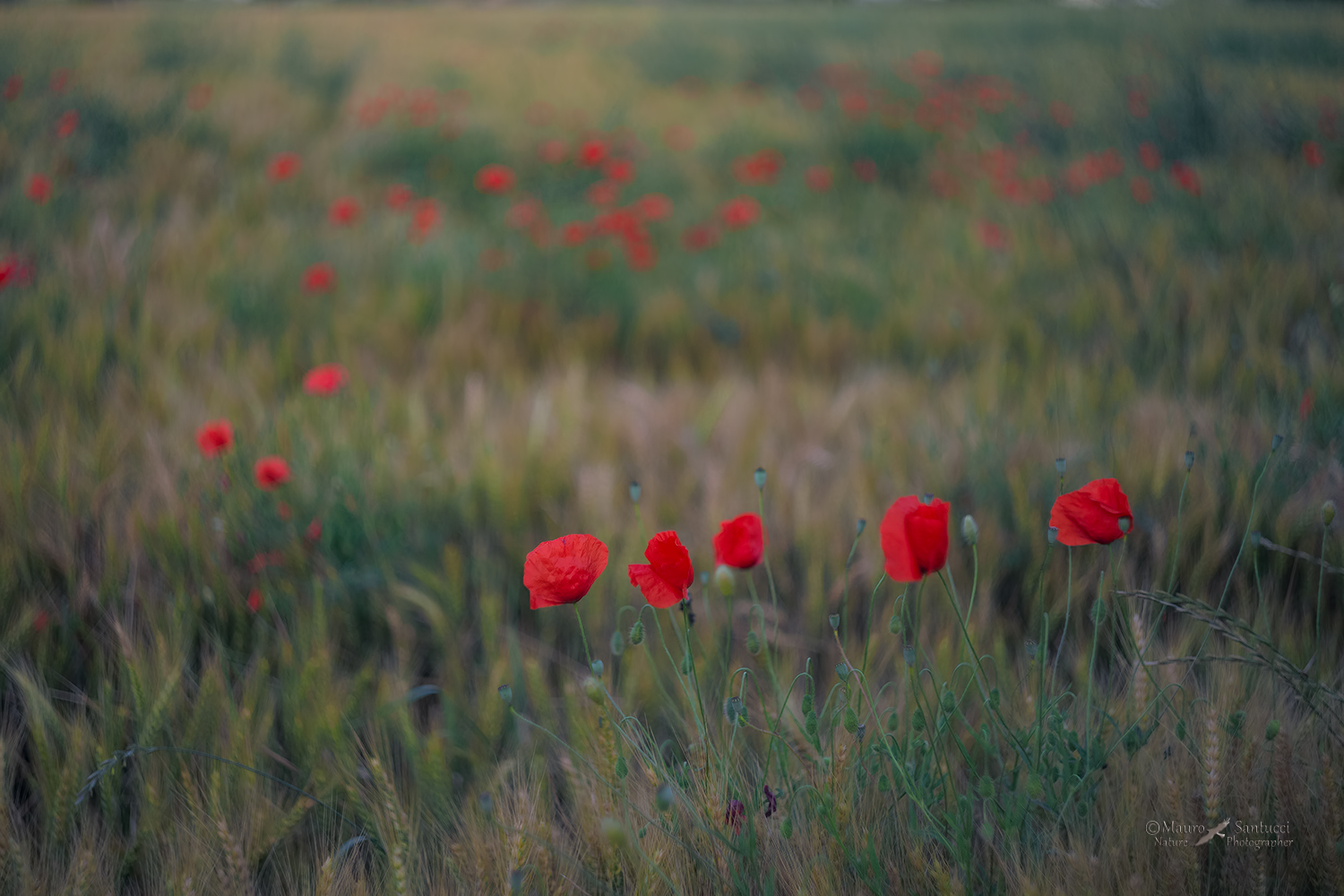 Poppy  flower_DSC7420