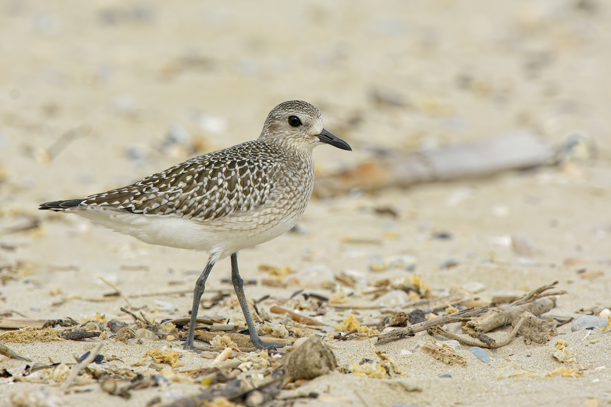 Pivieressa (Pluvialis squatarola)