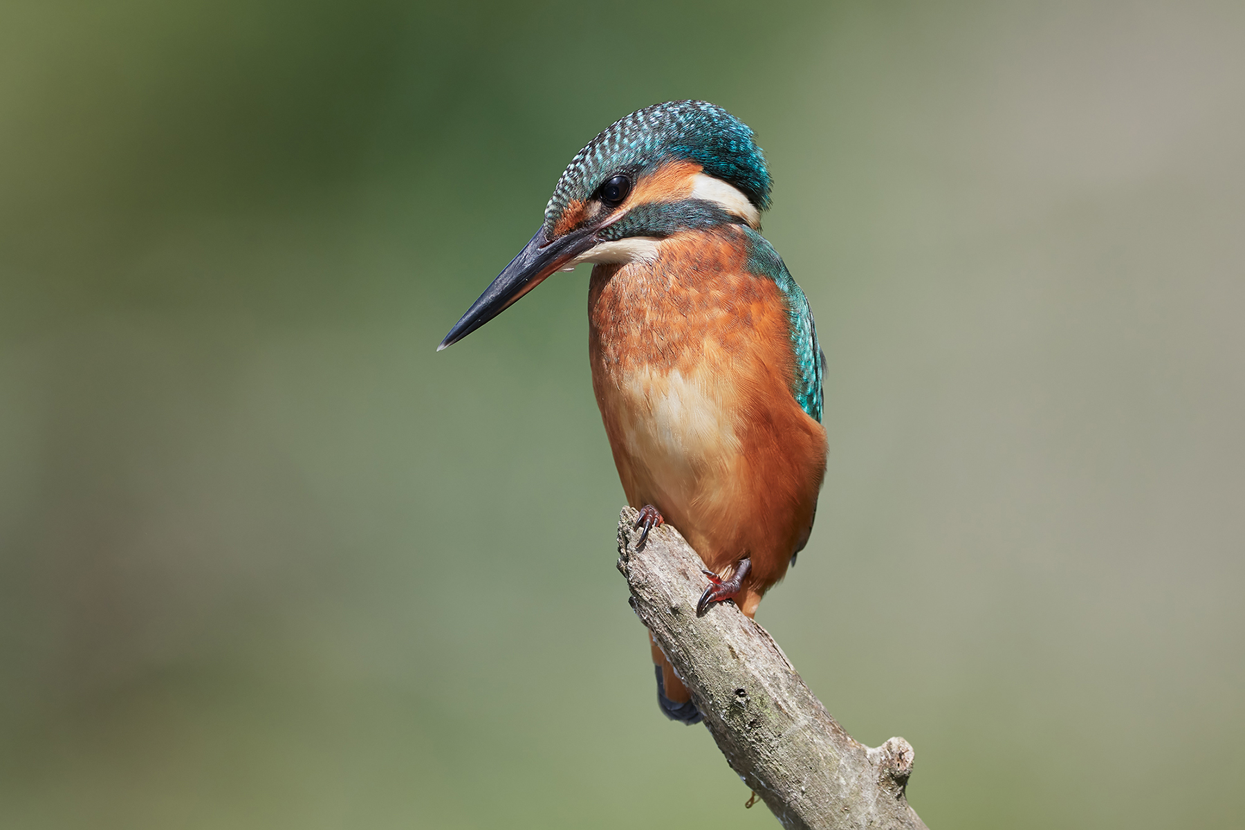 Kingfisher