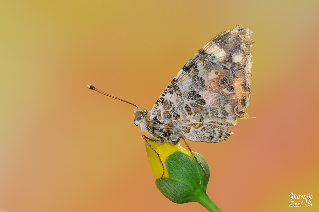 Vanessa cardui