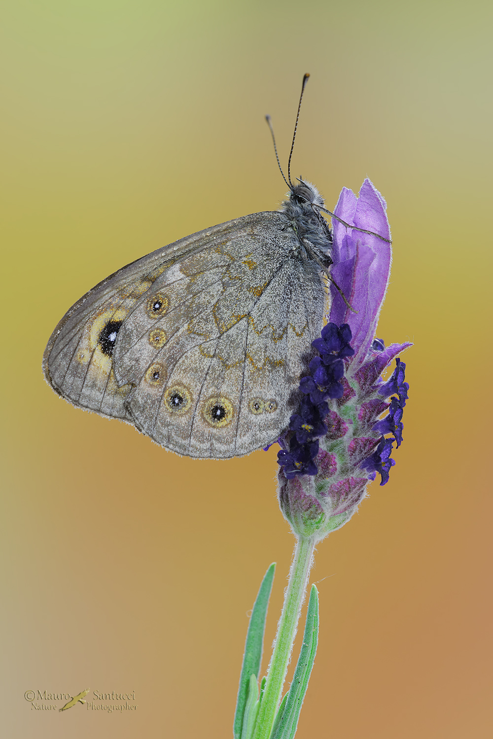 Lasiommata-megera_DSC7902