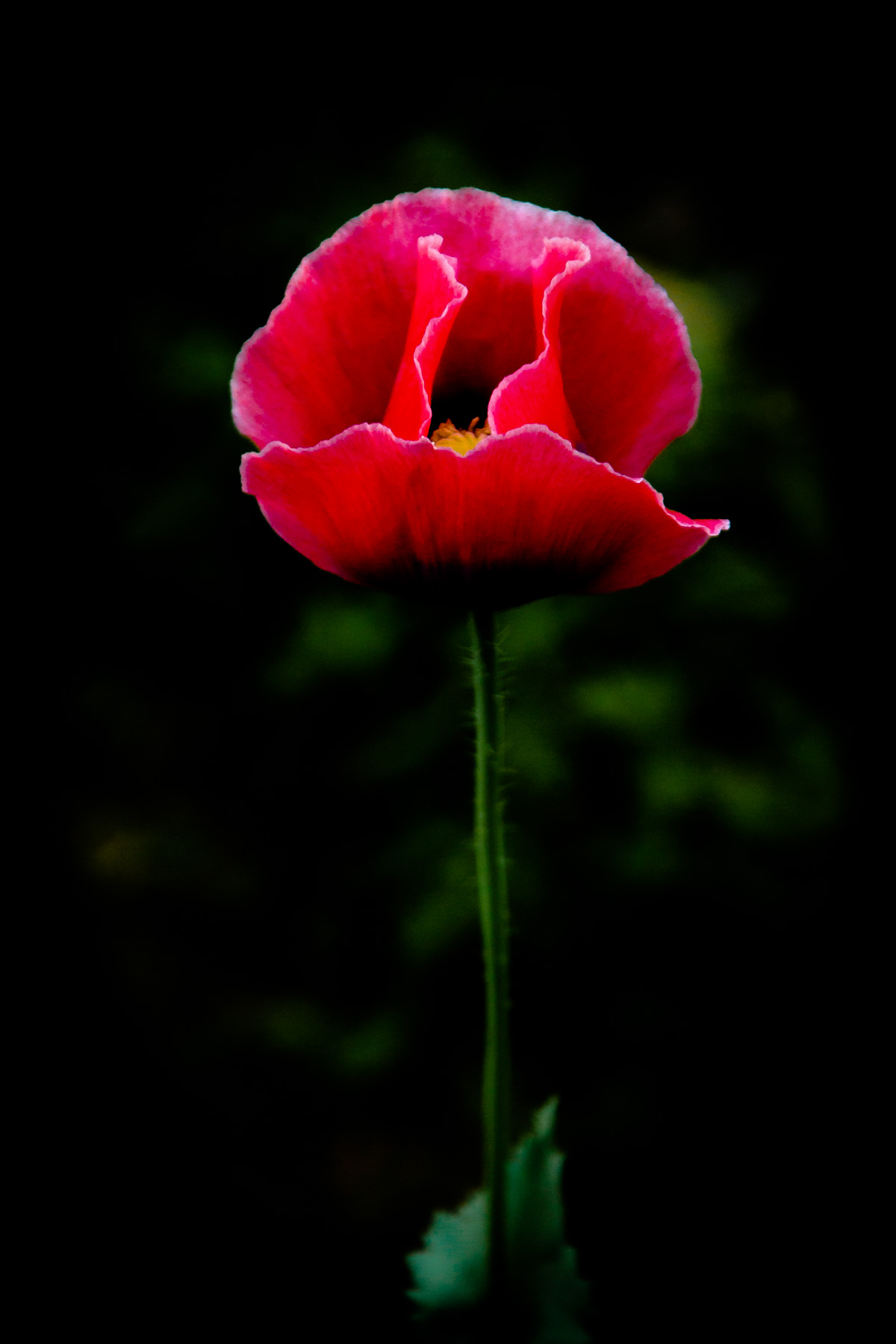 Papaver Somniferum...