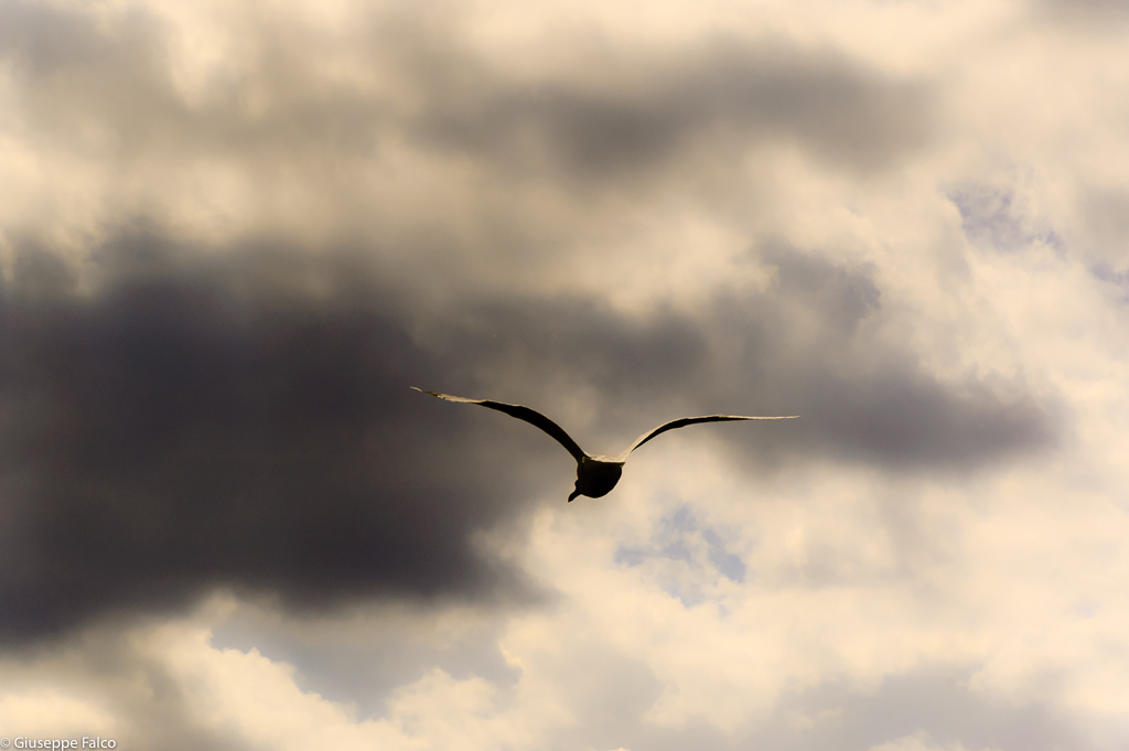 Il Gabbiano Jonathan Livingston