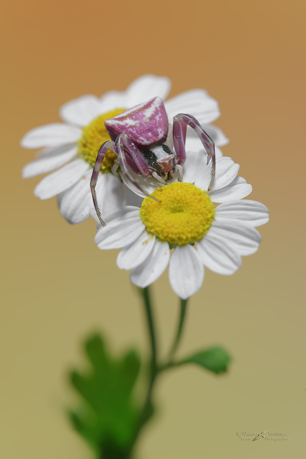 Thomisus-onustus_DSC7935