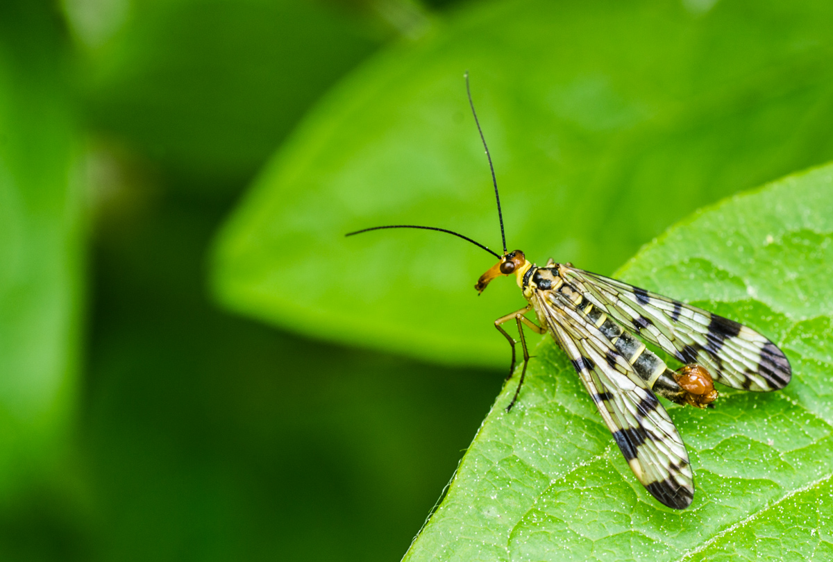 Panorpa Communis(mosca scorpione)