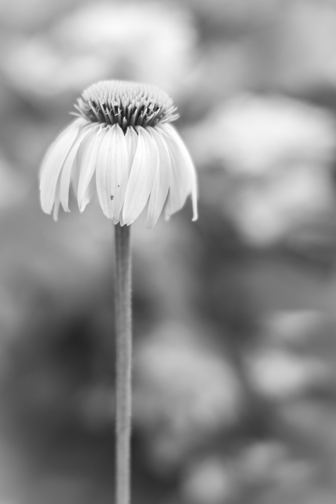 Echinacea...