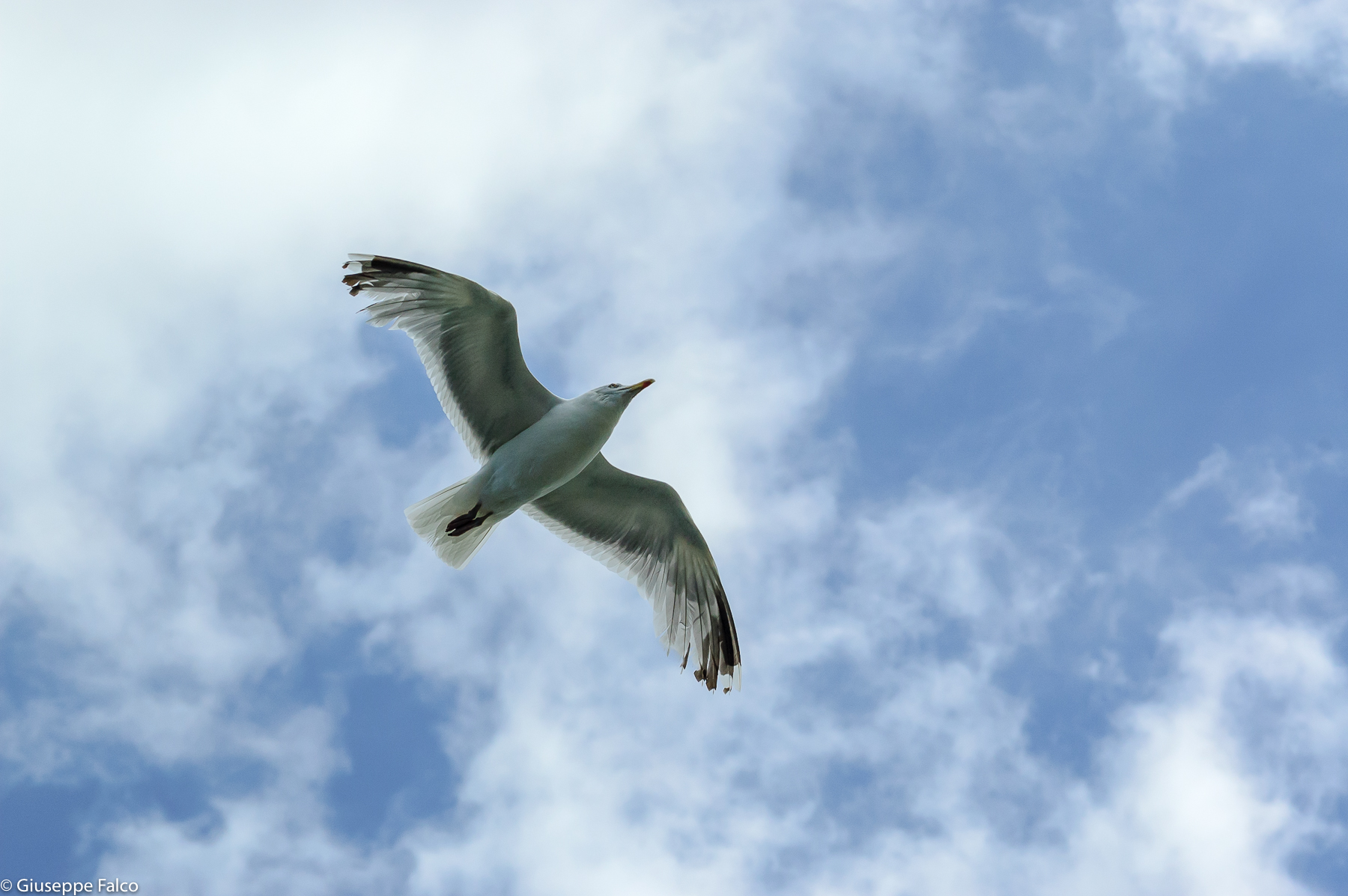 Il Ritorno del Gabbiano Jonathan Livingston