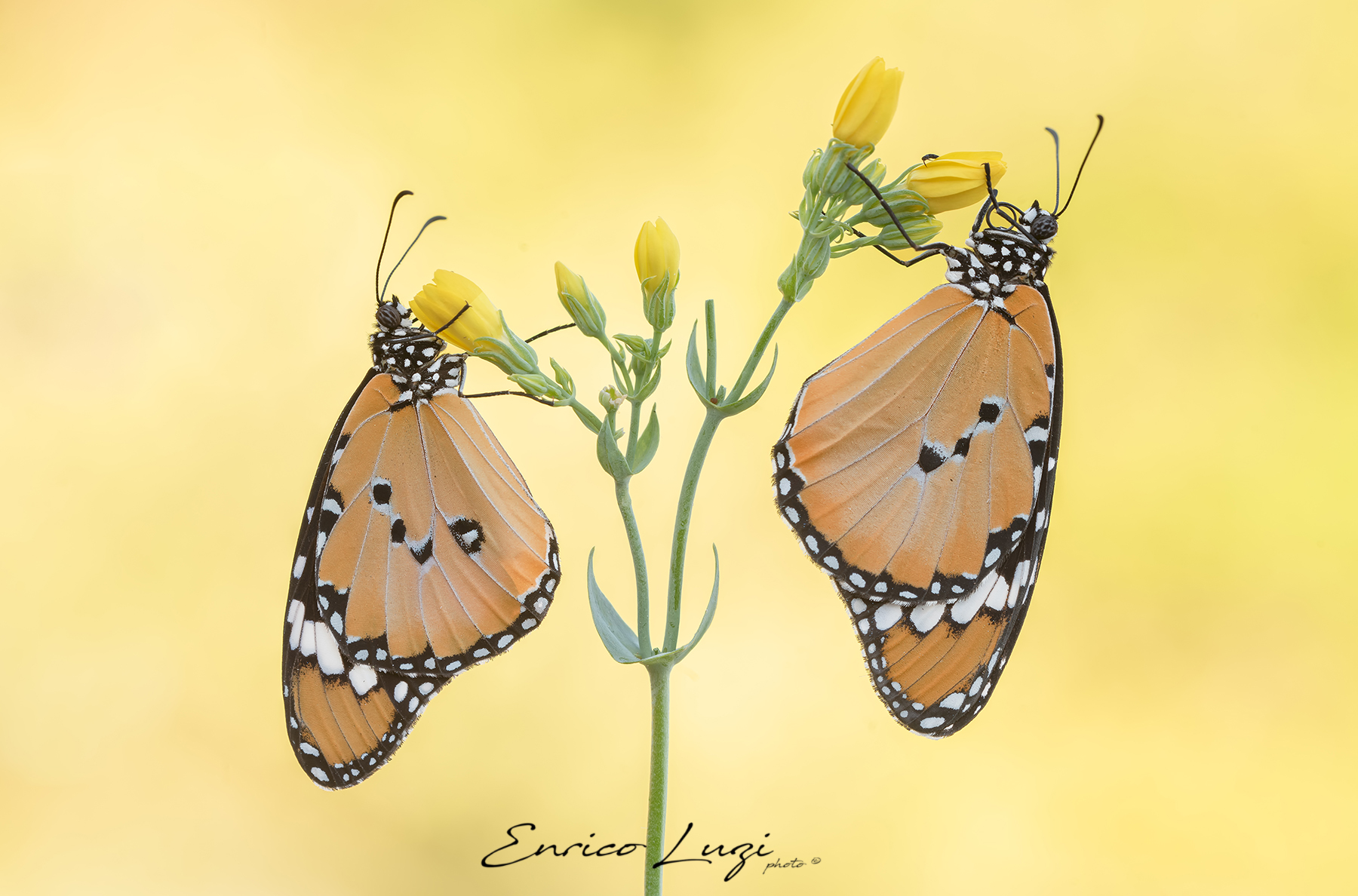 Danaus chrysippus � (Linn�, 1758)