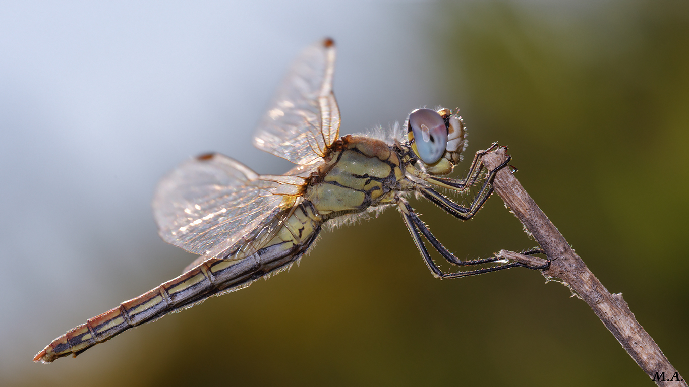 Sympetrum fonscolombii femmina in controluce